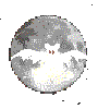 bat moon