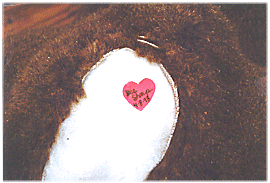 pic5.gif (33907 bytes)